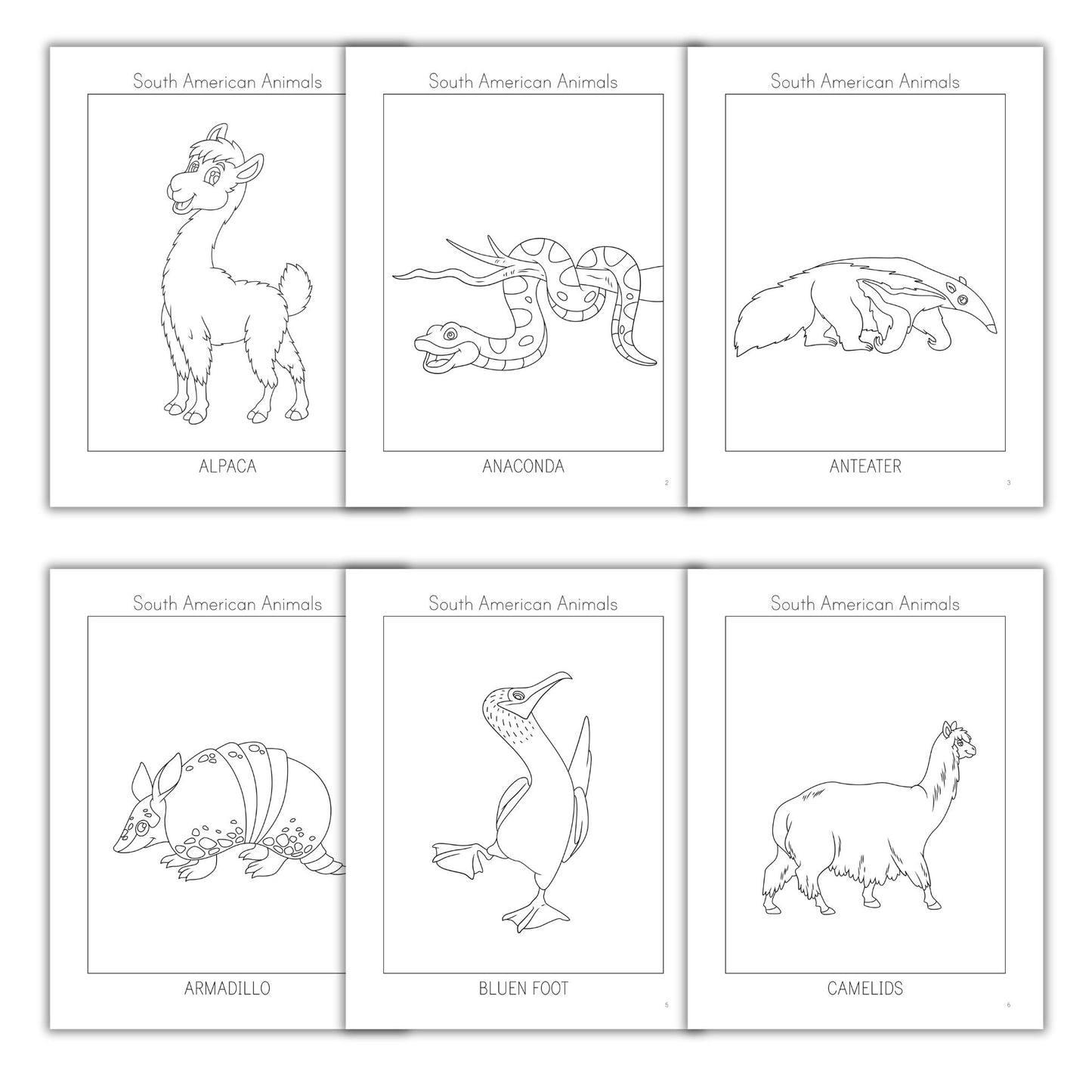 South American Animals Coloring Books